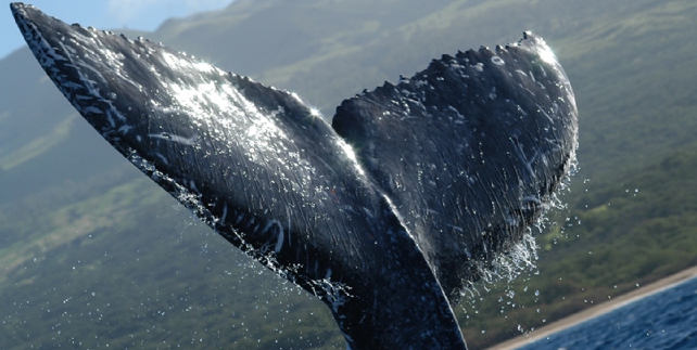 Hermanus - Whale watching