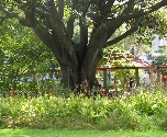 Kaapstad - Company Gardens