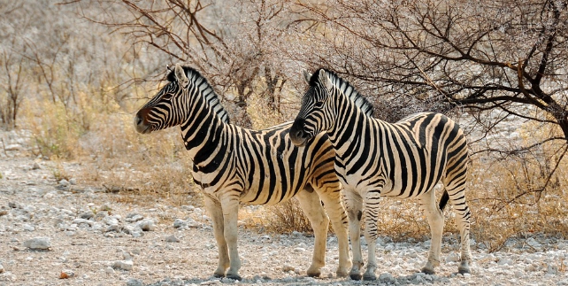 Marloth - zebra's