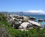 Kaapstad - Boulders Beach