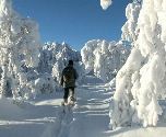 Winterwonderland in Levi - Sneeuwschoenwandeling