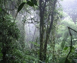 Monteverde jungle