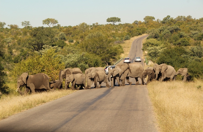 Kruger National Park - Olifanten kudde