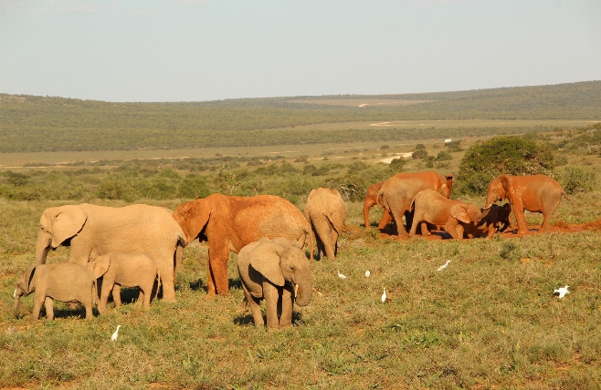 Addo Elephant National Park - Game Drive