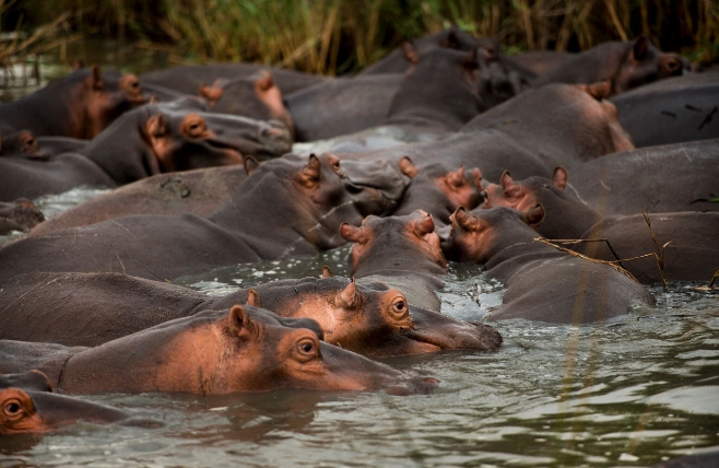 Kruger NP Nijlpaarden