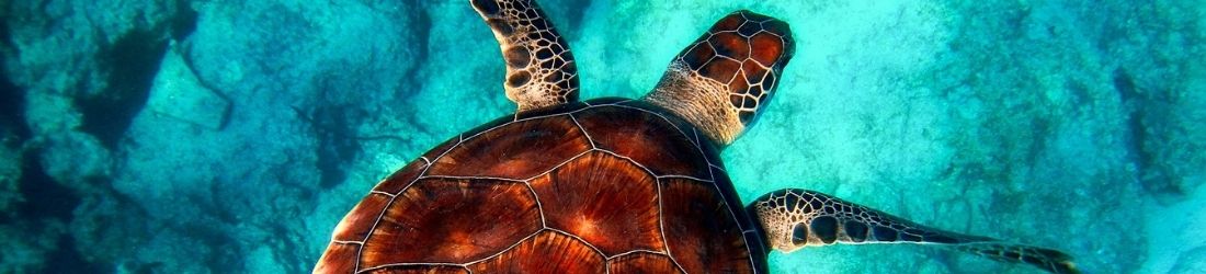 Snorkelen & Duiken op de Galapagos eilanden