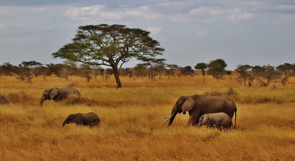 Tanzania - Serengeti - Olifanten