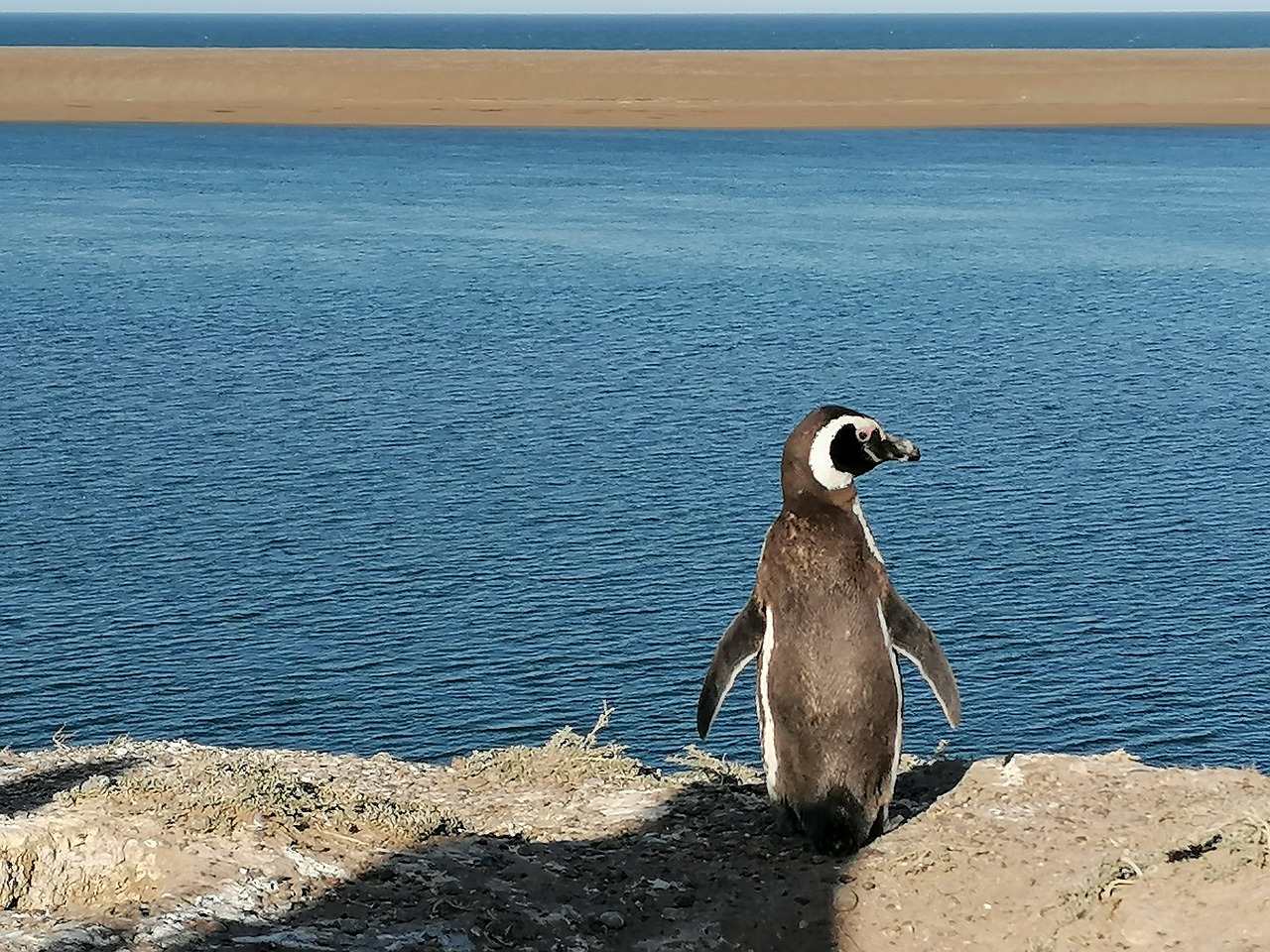Argentinië - Pinguin