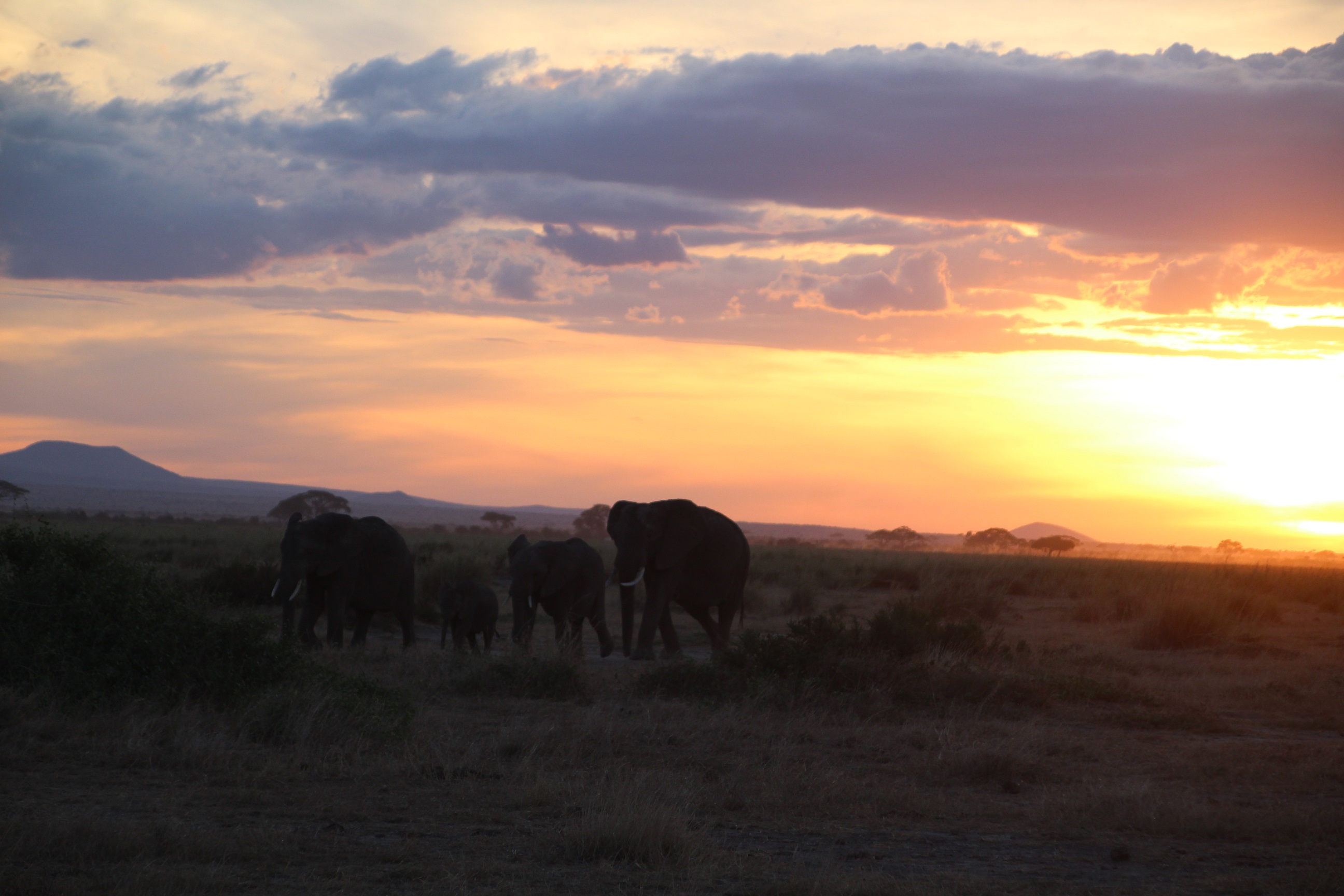 Kenia - Amboseli National Park
