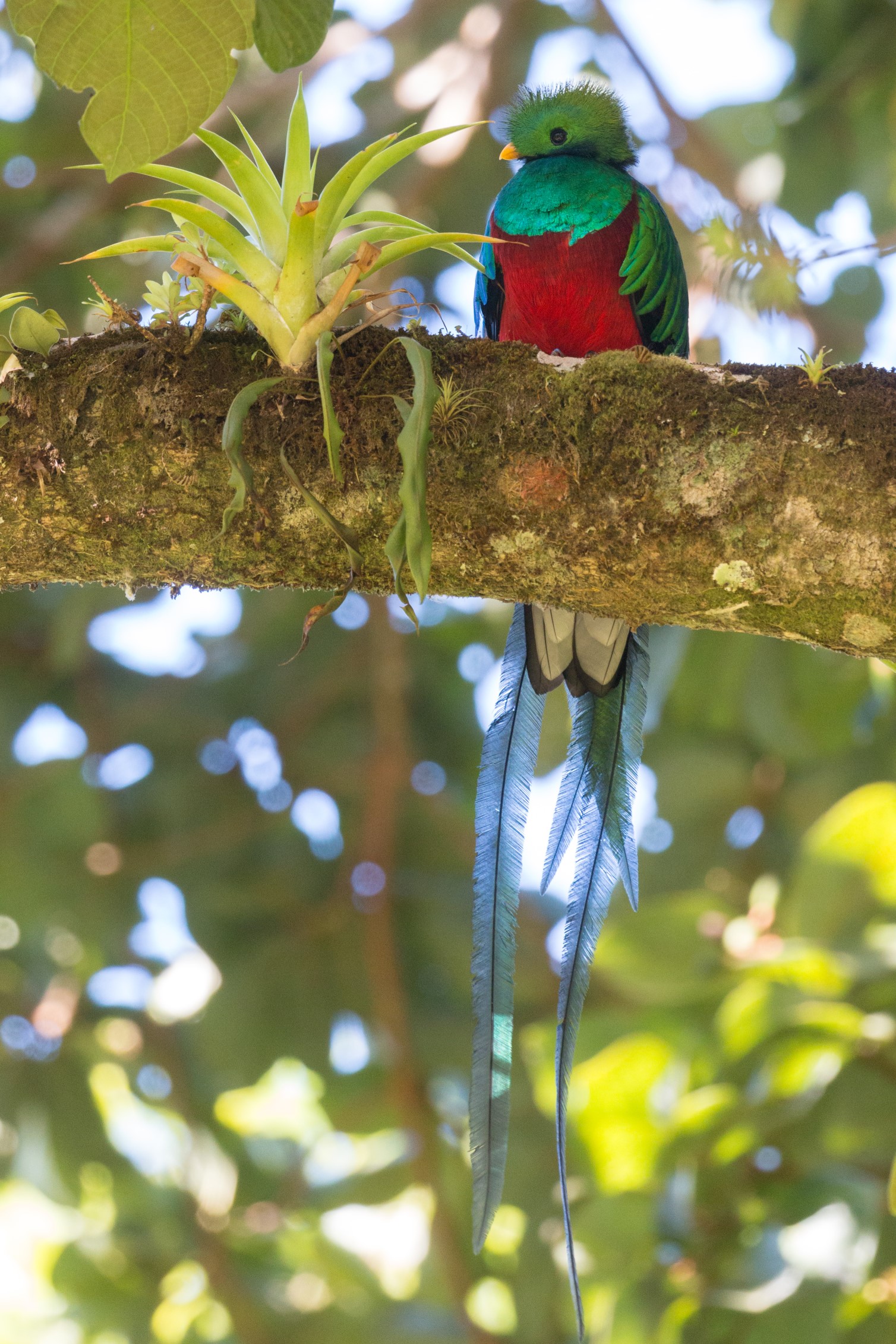 Costa Rica Quetzal