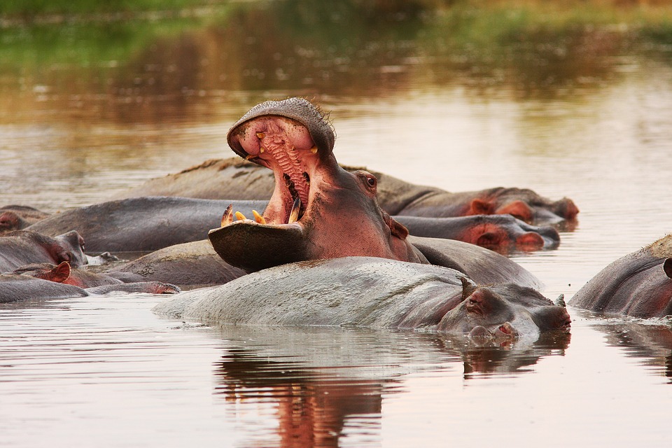 Selous Game Reserve- nijlpaard