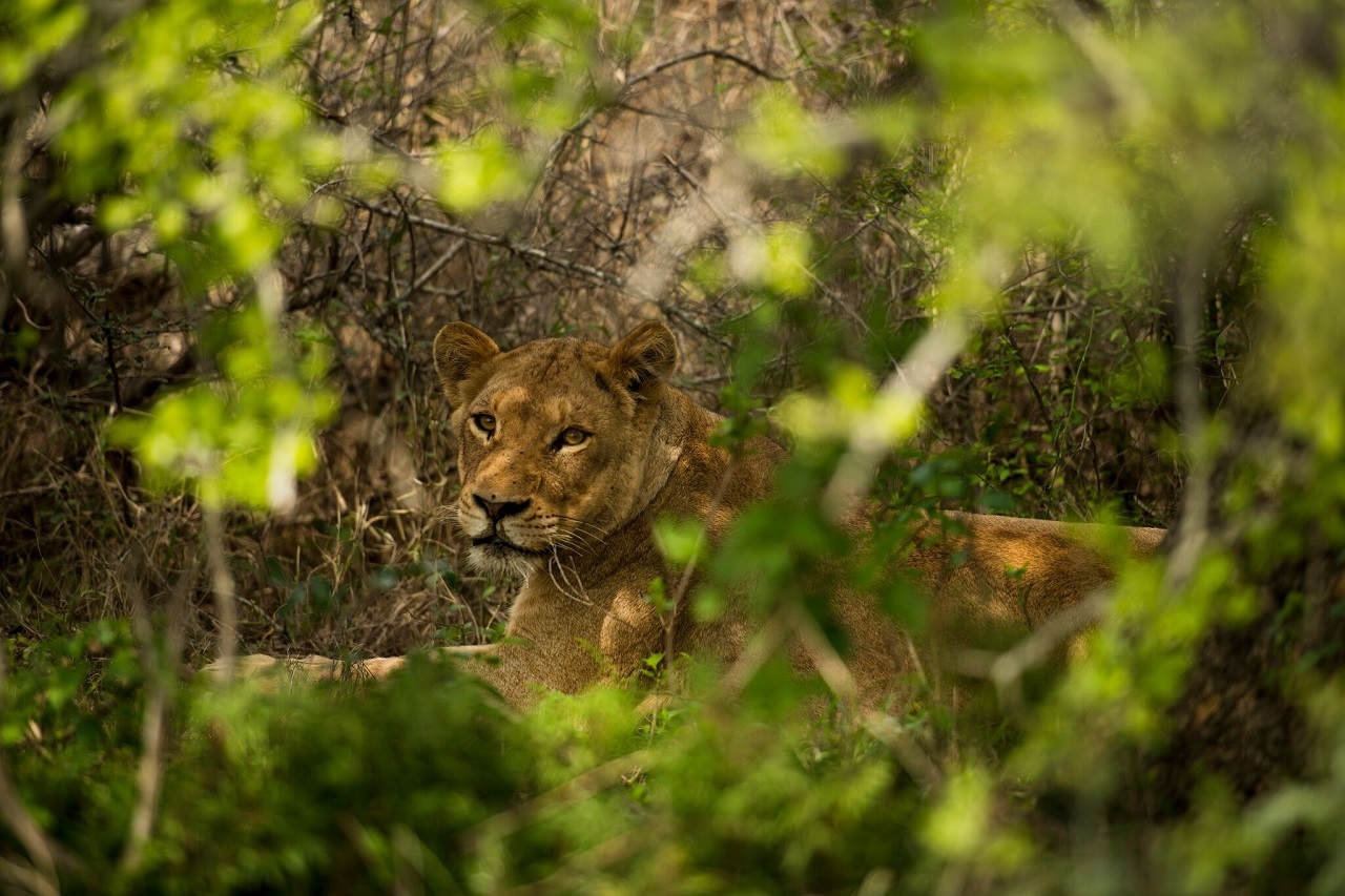 Kruger NP leeuw