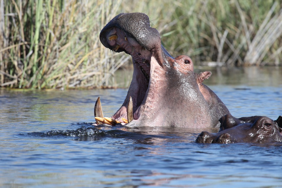 Kongola - Caprivi - Nijlpaard