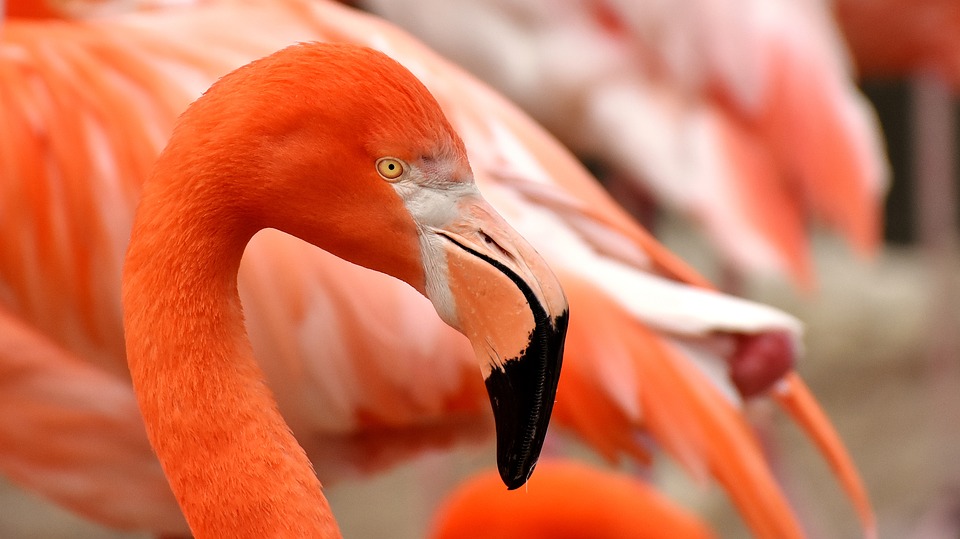 Lake manyara Nationaal park - Flamingo