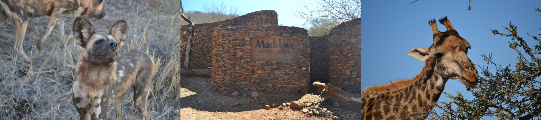 Madikwe Blogs