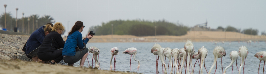 Walvis Bay - flamingos