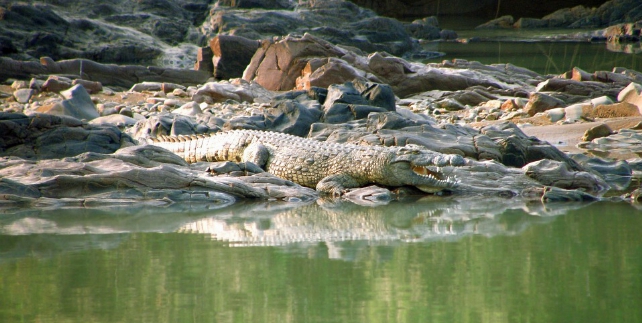 krokodil, kunene, namibie rondreis
