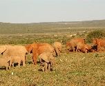 Addo Elephant National Park - Game Drive