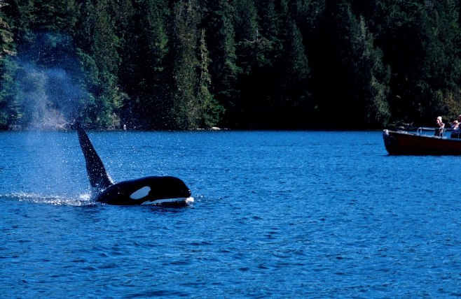 Whale - walvis - Tofino