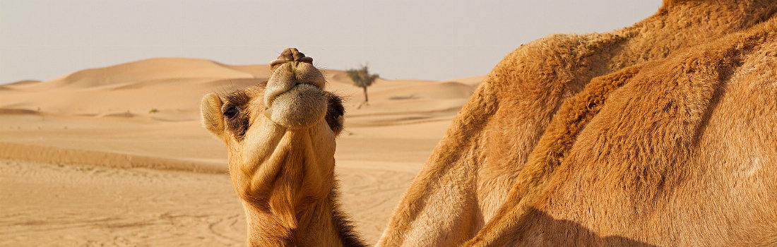 Abu Dhabi kameel