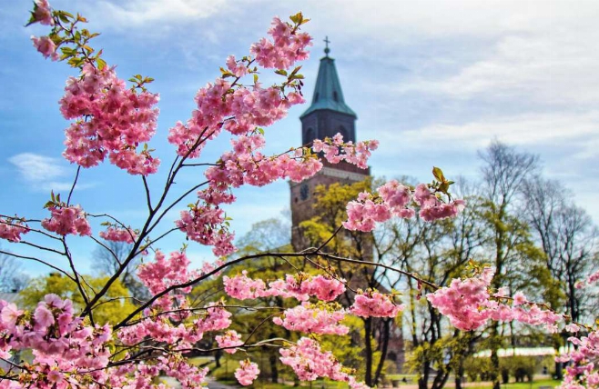 Turku - Kathedraal bloemen