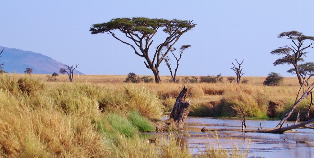 Tanzania - Serengeti 