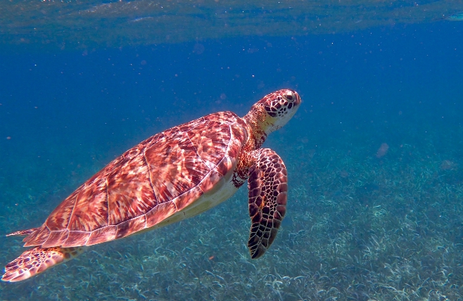 Belize Zeeschildpad