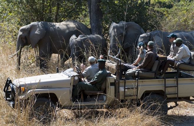 Botswana safari