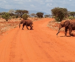 Kenia olifanten