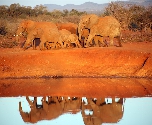 Madikwe Game Reserve - Olifanten