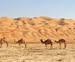 Op ontdekking door Oman - Camels