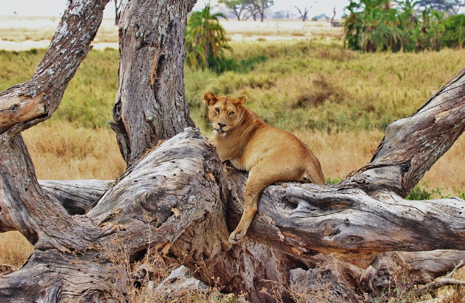 Tanzania - Serengeti - Leeuw