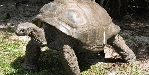 Reuzenschildpad