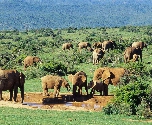 Addo Elephant Park