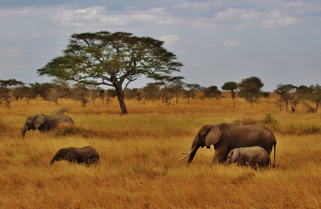Tanzania - Serengeti - Olifanten