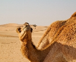 Abu Dhabi kameel