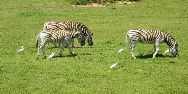 Addo Elephant Park - zebra