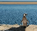 Argentinië - Pinguin