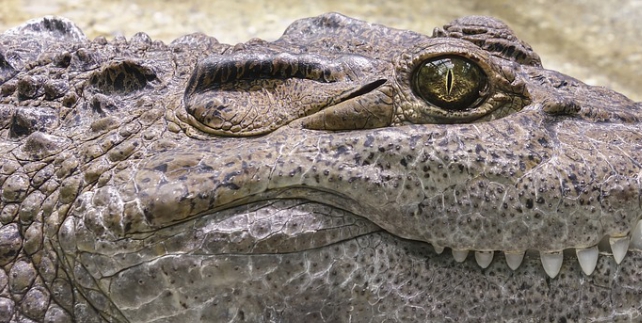 Selous Game Reserve- Krokodil 