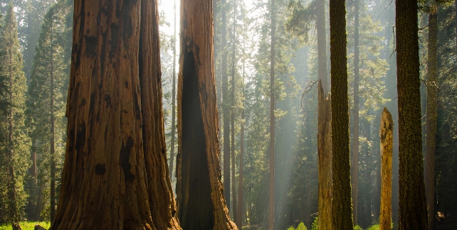 Sequoia NP - Natuur
