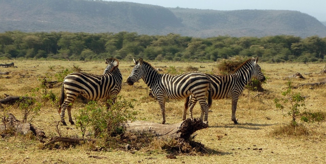 Lake manyara Nationaal park - zebra's