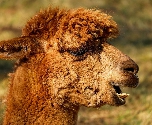 Peru - alpaca