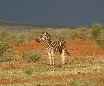 Madikwe Game Reserve - Zebra
