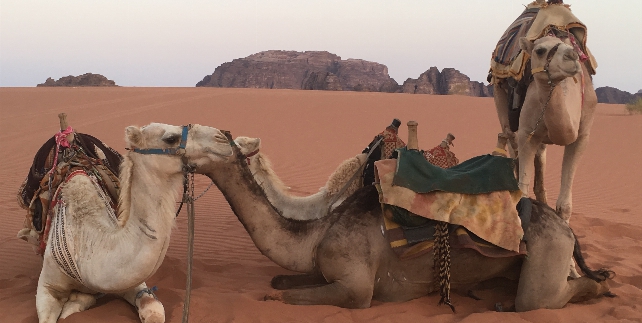 Wadi Rum - kameel