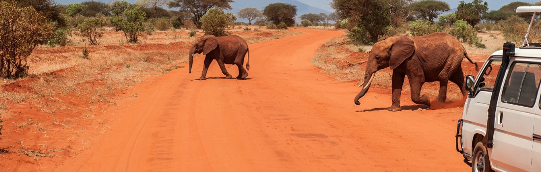 Kenia olifanten