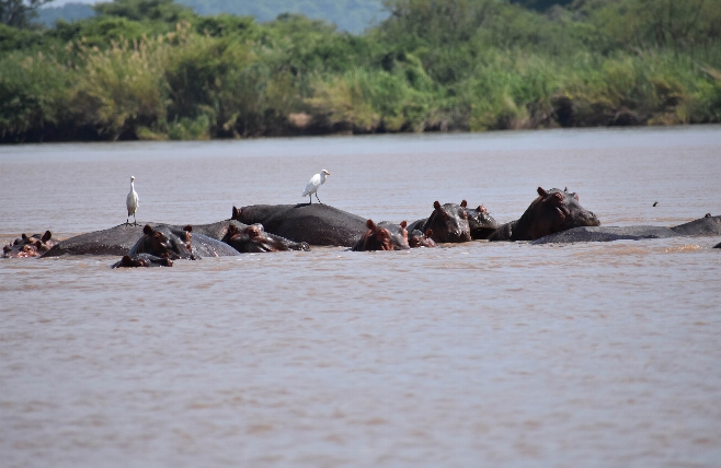 Zambezi Rivier - Nijlpaarden
