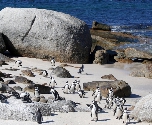 Kaapstad - Pinguins