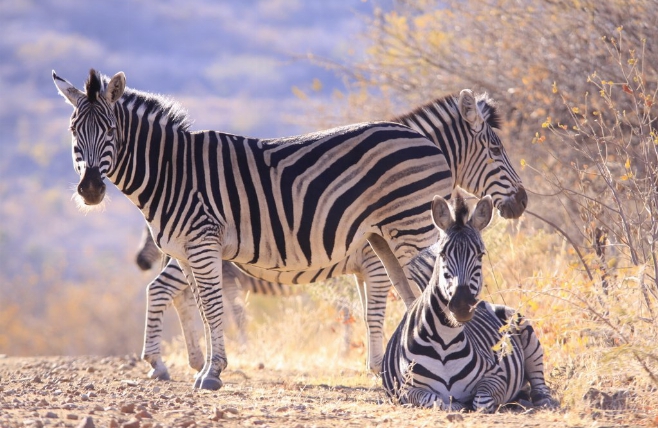 Marakele National Park - Zebra's