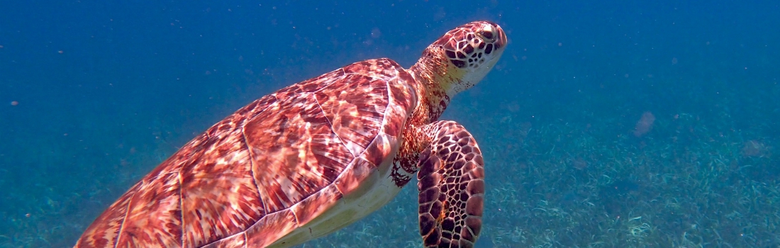 Belize Zeeschildpad