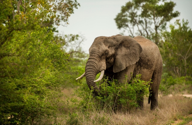 Kruger NP olifant